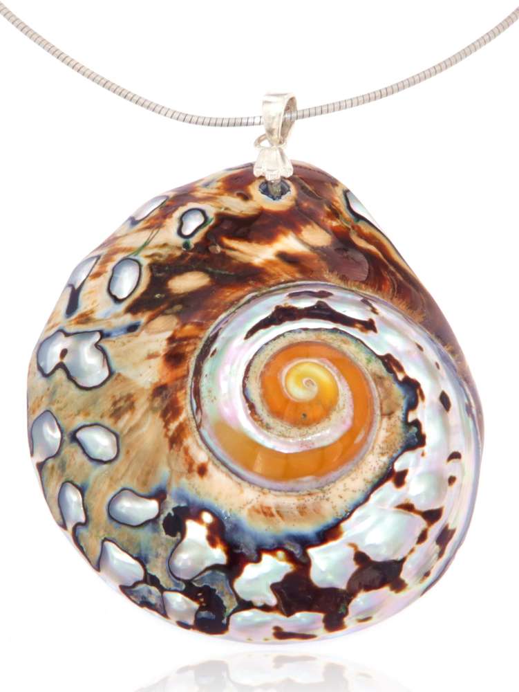edler Muschel Schmuck Ketten Anhänger mit A Qualität - 925er Silber #4119