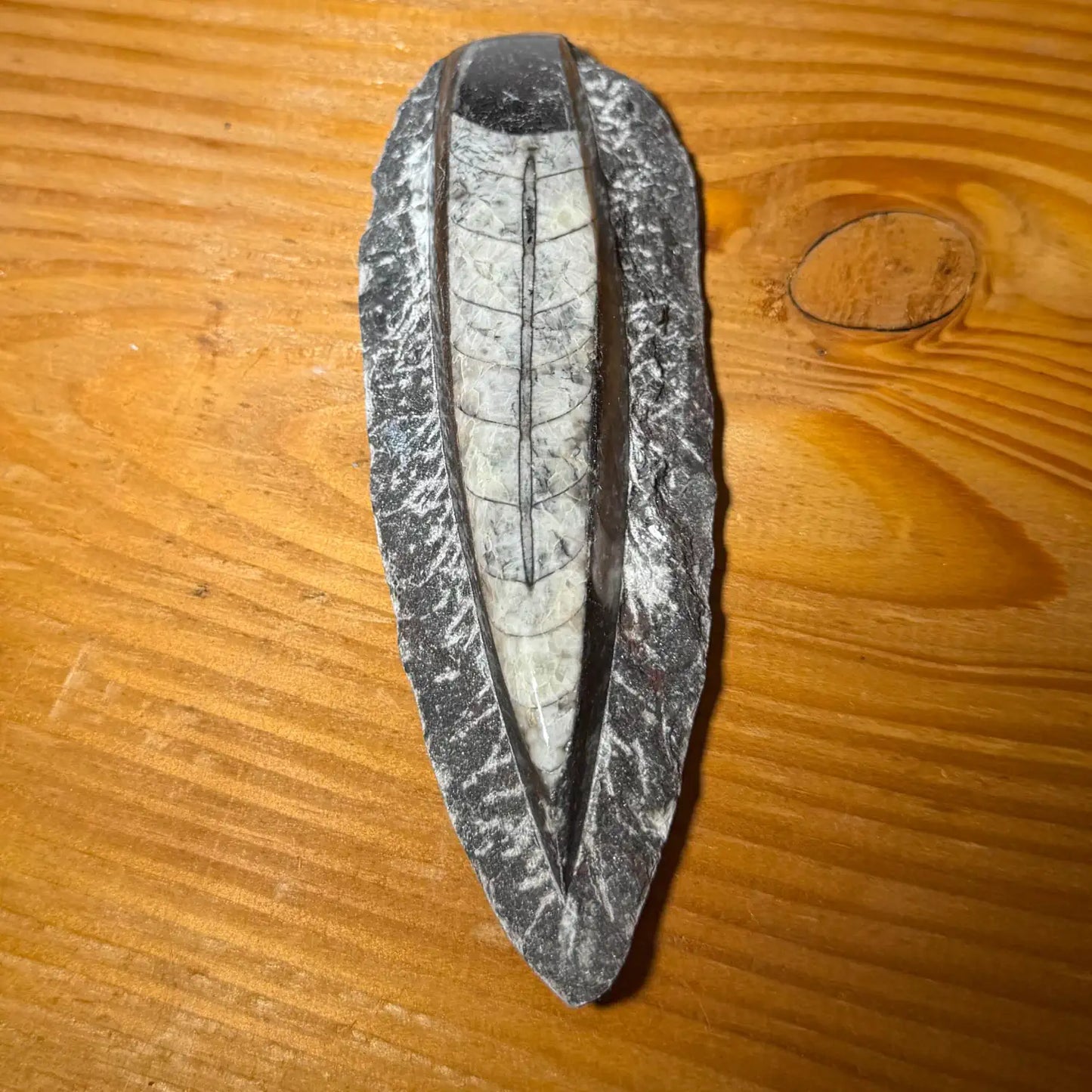 orthoceras-edelstein-mineralien-heilstein-handschmeichler-seelensteinchen-030826