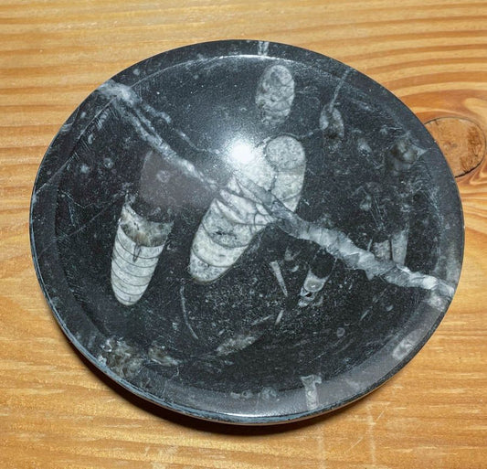 Orthoceras Schale ca. 10cm - Aufladeschale - Versteinerung - Edelstein A Qualität #7079