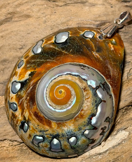 Muschel Schmuck Ketten Anhänger #6745
