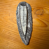 Orthoceras Fossil 15 × 6 cm – Echtes Fossil aus Marokko #8123