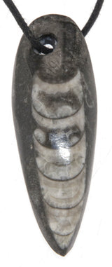 Ortoceras - Piedra rodada, gema, colgante de collar - Gema de calidad A #5804