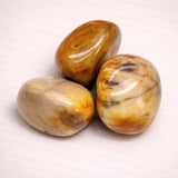 Madera petrificada - Gema - Canto rodado - Piedra de palma - Calidad A - Seelensteinchen